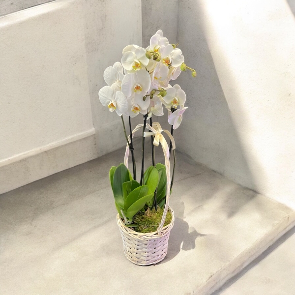 orchid plant