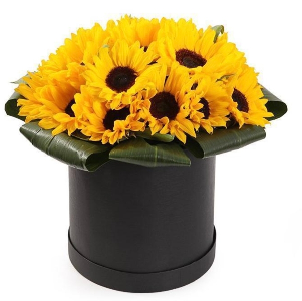 Sunshine Box