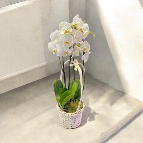 orchid plant